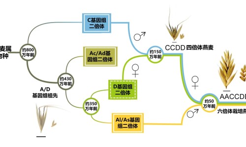红枣与蜜枣的功效区别-红枣鱼功效网 - 网站提供红枣鱼汤功效与作用小常识、红枣与蜜枣的功效区别